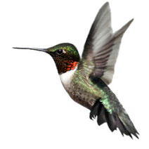 hummingbird